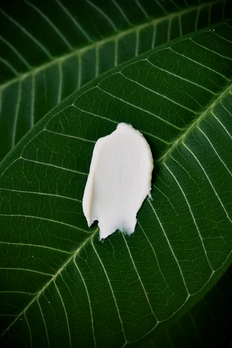 Coco Sense organic deodorant cream on leaf
